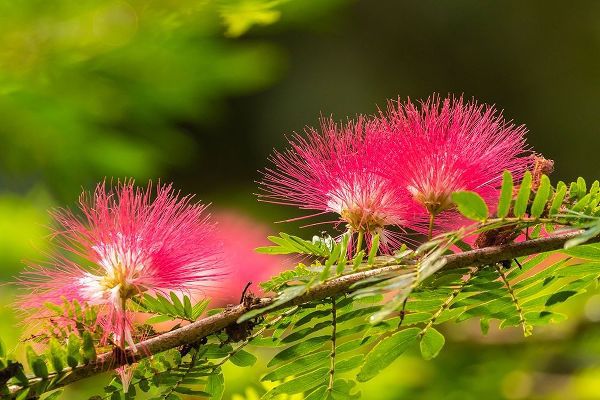 Caribbean-Trinidad-Asa Wright Nature Center Mimosa blossoms close-up